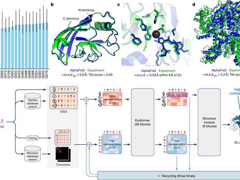 AlphaFold Protein Structure Prediction